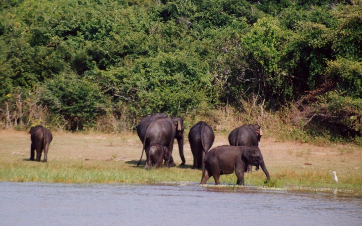 Safari im Yala National Park