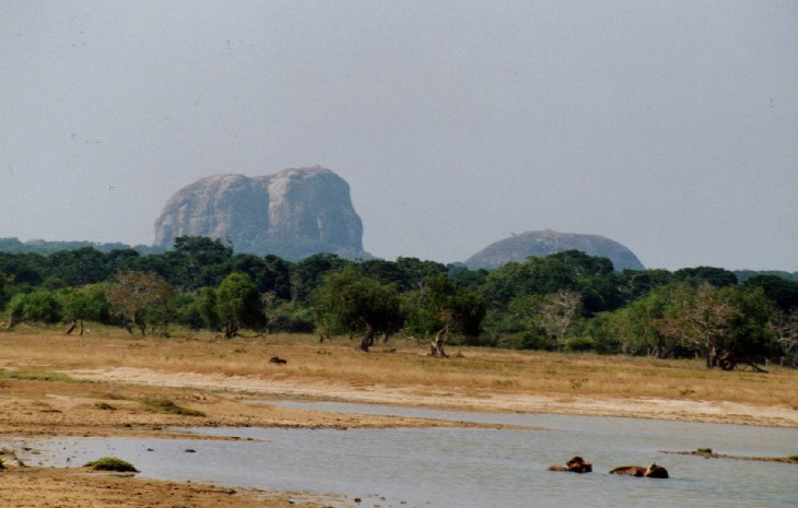 Safari im Yala National Park