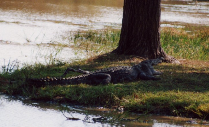 Safari im Yala National Park