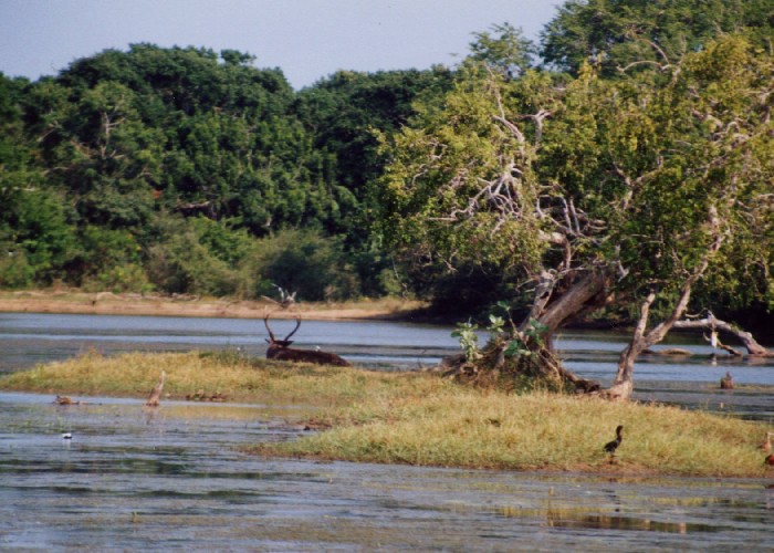 Safari im Yala National Park