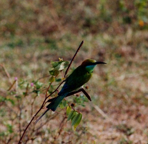 Safari im Yala National Park