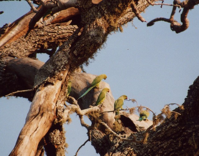 Safari im Yala National Park