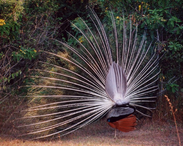 Safari im Yala National Park