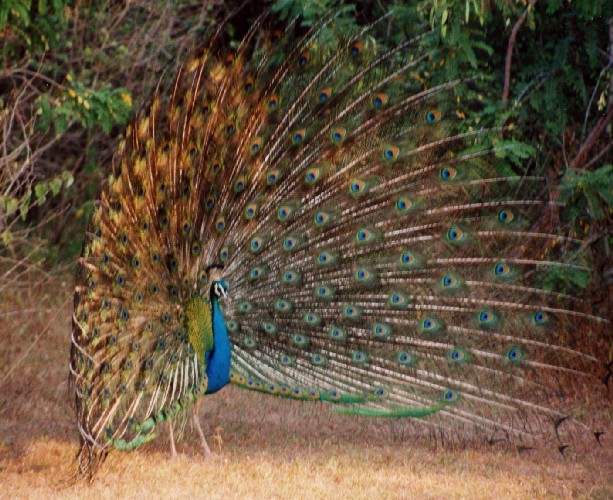 Safari im Yala National Park