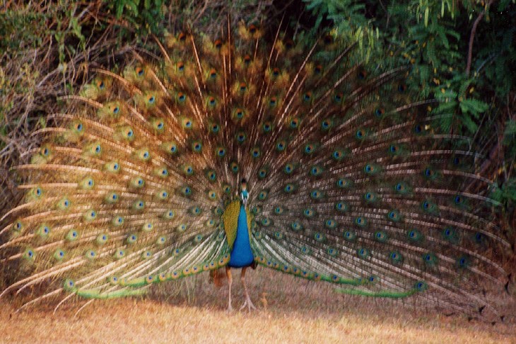 Safari im Yala National Park